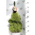Cukorsüvegfenyő Picea glauca Conica