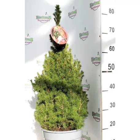 Cukorsüvegfenyő Picea glauca Conica