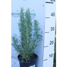 Rozmaring Rosmarinus officinalis 30 cm