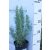 Rozmaring Rosmarinus officinalis 30 cm