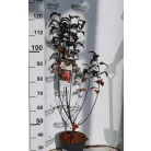 Lilásvörös levelű díszalma Malus toringo 'Scarlet' 80-100 cm