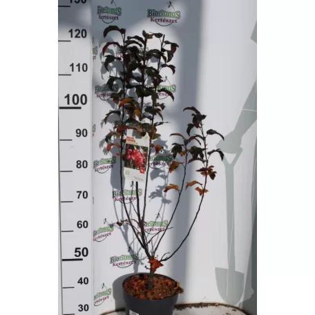 Lilásvörös levelű díszalma Malus toringo 'Scarlet' 80-100 cm