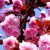 Bordó levelű japán díszcseresznye Prunus serrulata Royal Burgundy 