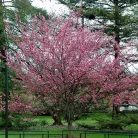 Bordó levelű japán díszcseresznye Prunus serrulata Royal Burgundy 