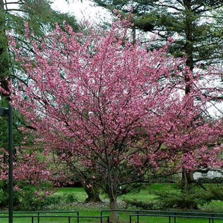 Bordó levelű japán díszcseresznye Prunus serrulata Royal Burgundy 