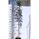 Bordó levelű japán díszcseresznye Prunus serrulata Royal Burgundy 