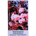 Bordó levelű japán díszcseresznye Prunus serrulata Royal Burgundy 