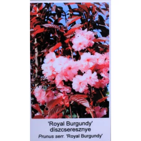 Bordó levelű japán díszcseresznye Prunus serrulata Royal Burgundy 