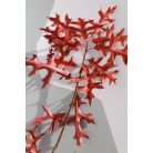 Nuttall tölgy Quercus texana 'New Madrid 80-100 cm