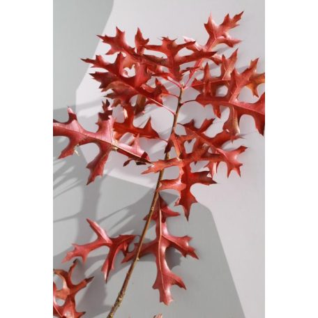 Nuttall tölgy Quercus texana 'New Madrid 80-100 cm