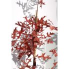 Nuttall tölgy Quercus texana 'New Madrid 80-100 cm