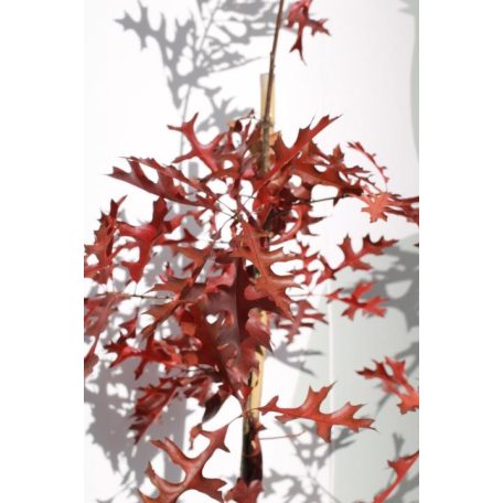 Nuttall tölgy Quercus texana 'New Madrid 80-100 cm