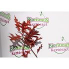 Nuttall tölgy Quercus texana 'New Madrid 80-100 cm