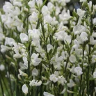 Zanót fehér Cytisus 'White Lion' 40-45 cm