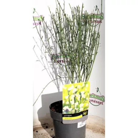 Zanót fehér Cytisus 'White Lion' 40-45 cm