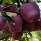 Gala Decarli fendeca alma konténeres