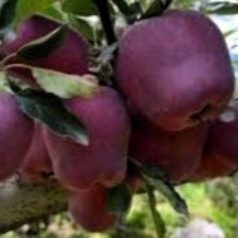 Gala Decarli fendeca alma konténeres