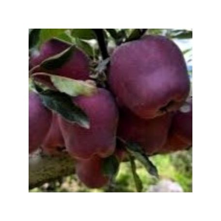 Gala Decarli fendeca alma konténeres