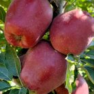 Superchief Sandidge alma konténeres