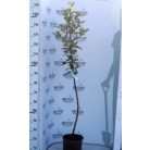 Superchief Sandidge alma konténeres