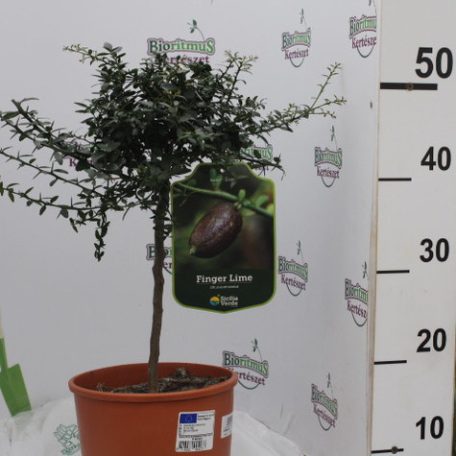 Kaviár citrom, ausztrál citrom Citrus australasica