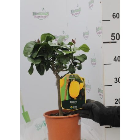Óriás citrom Citrus Cedro