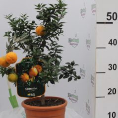 Mirtuszlevelű narancs Citrus Chinotto