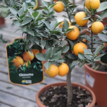 Vörös citrom Citrus Limetta Rossa