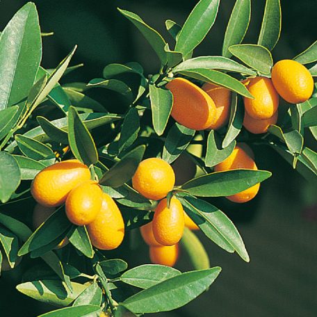 Törpemandarin/Kumkvat Citrus Kumquat