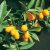 Törpemandarin/Kumkvat Citrus Kumquat