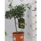 Limekvat Citrus Limequat