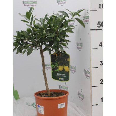 Limekvat Citrus Limequat