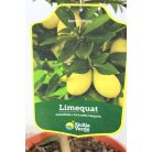 Limekvat Citrus Limequat