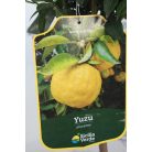 Japán citrom Citrus Yuzu