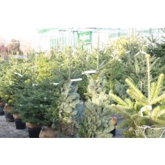   Nordmann jegenyefenyő Abies nordmanniana 100-125 cm-es + földlabda