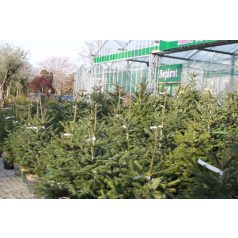   Nordmann jegenyefenyő Abies nordmanniana 150-175 cm-es + földlabda