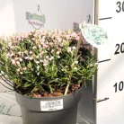Tőzegrozmaring Andromeda polifolia Blue Ice 25-30cm