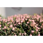 Tőzegrozmaring Andromeda polifolia Blue Ice 25-30cm