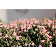 Tőzegrozmaring Andromeda polifolia Blue Ice 25-30cm