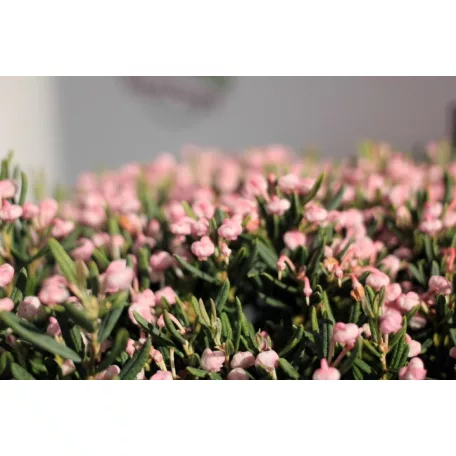 Tőzegrozmaring Andromeda polifolia Blue Ice 25-30cm