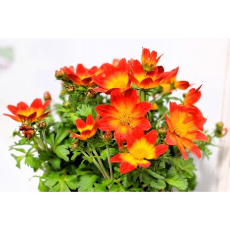 Balkonnövények 12 cm-es cserépben: Balkon aranya, Bidens
