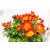 Balkonnövények 12 cm-es cserépben: Balkon aranya, Bidens
