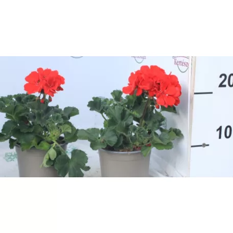 Álló muskátli 12 cm-es cserépben