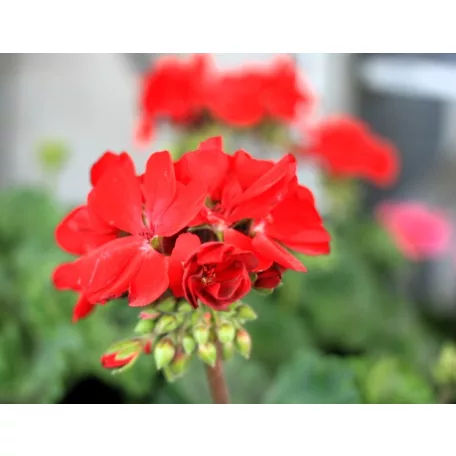 Álló muskátli 12 cm-es cserépben