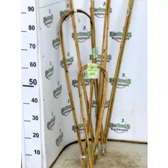 Nortene bamboo bambusz karó ívelt (3) 0,9 m