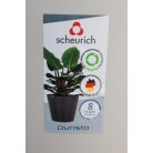 40 cm-es Purista Avorio