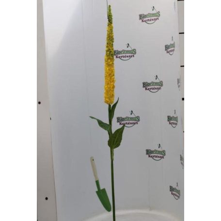 Selyemvirág Veronica műanyag 110cm sárga
