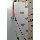 Selyemvirág Veronica műanyag 110cm rózsaszín