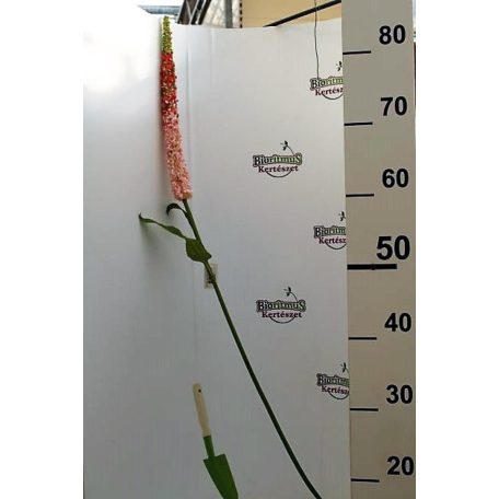 Selyemvirág Veronica műanyag 110cm rózsaszín