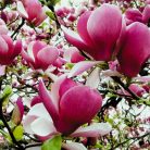 Nagyvirágú liliomfa Magnolia soulangeana Alexandrina 19 cm cserép